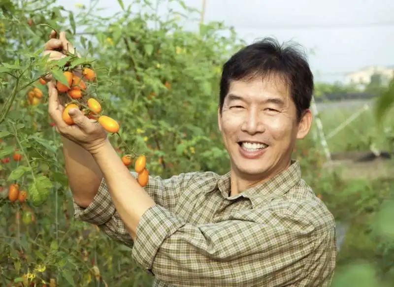 COLTIVAZIONE DI POMODORI IN CINA