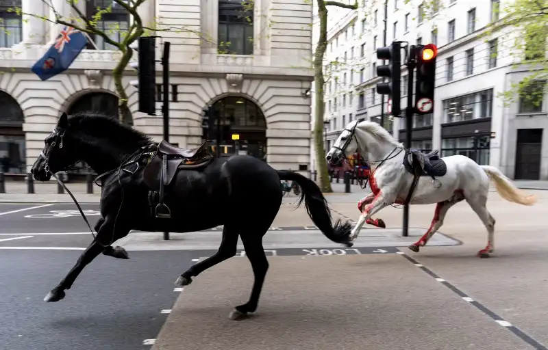 due cavalli sfrecciano nel centro di londra   ph jordan pettitt