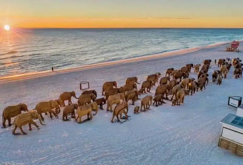 great elephant migration a miami 6