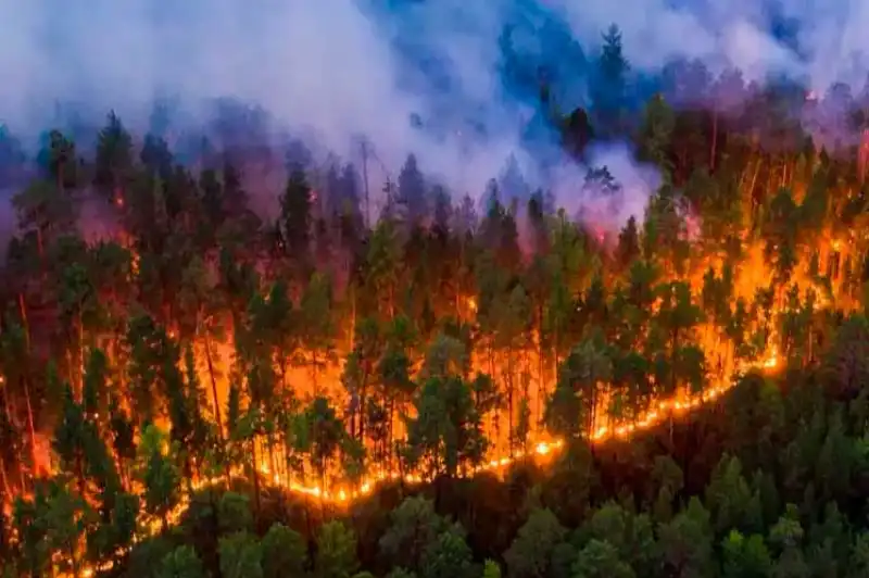 incendi boschivi in brasile  6