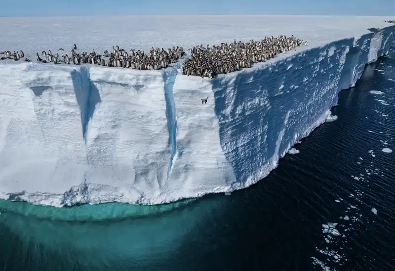 pinguini si tuffano dalle scogliere dell antartico   ph bertie gregory