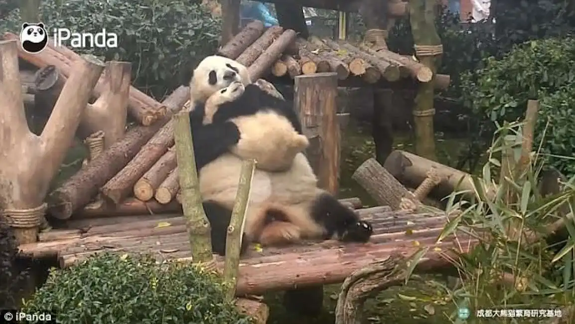 panda