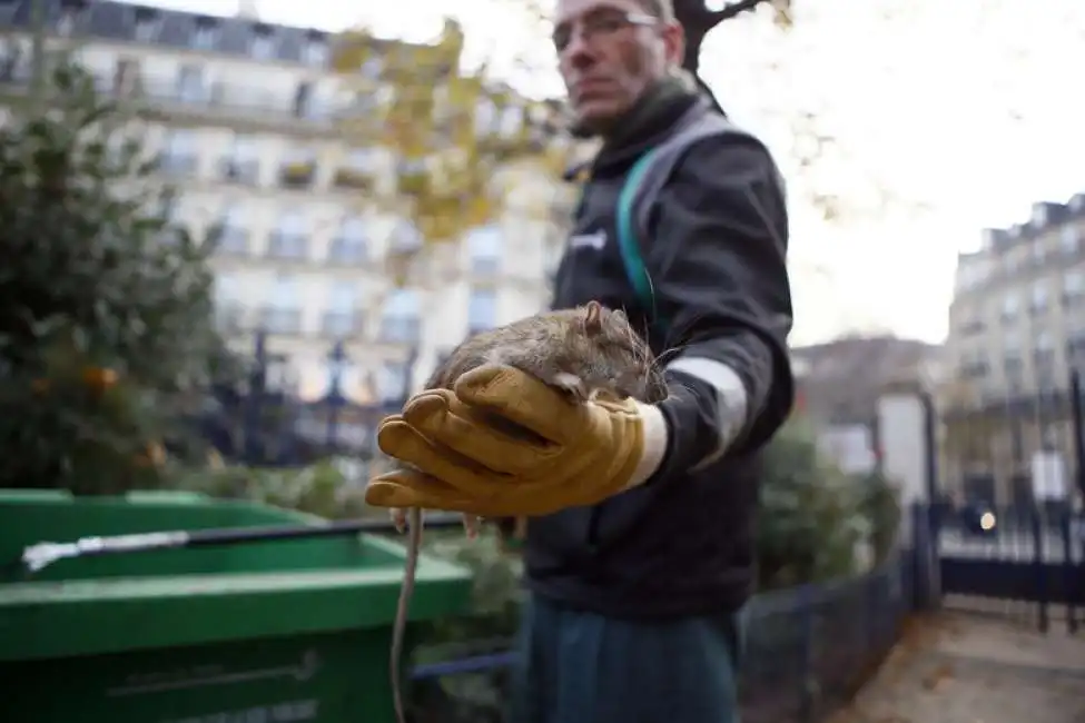 parigi topi 4