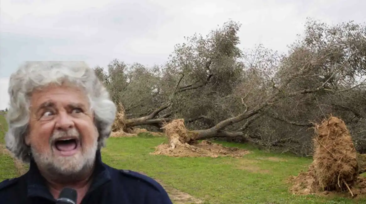 beppe grillo xylella