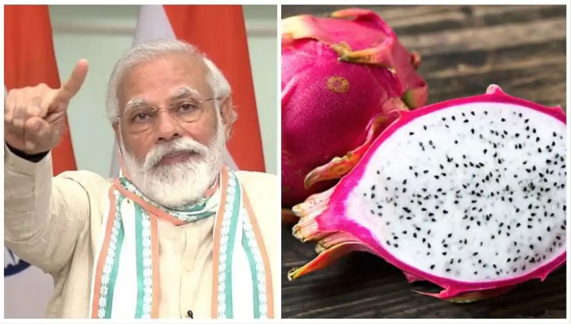 modi dragon fruit