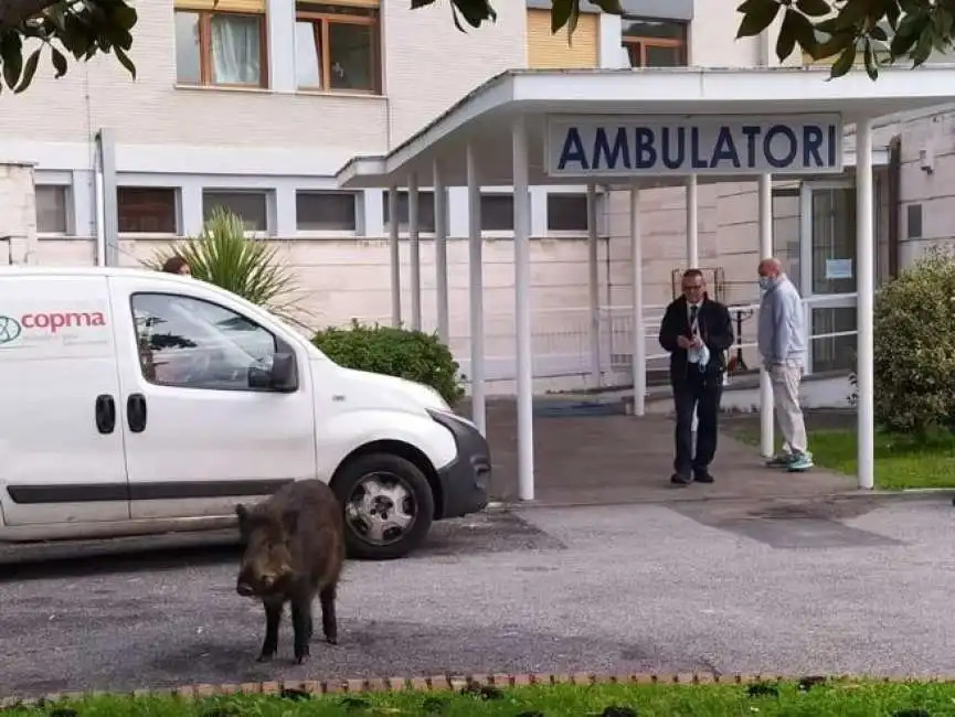 cinghiali ospedali roma