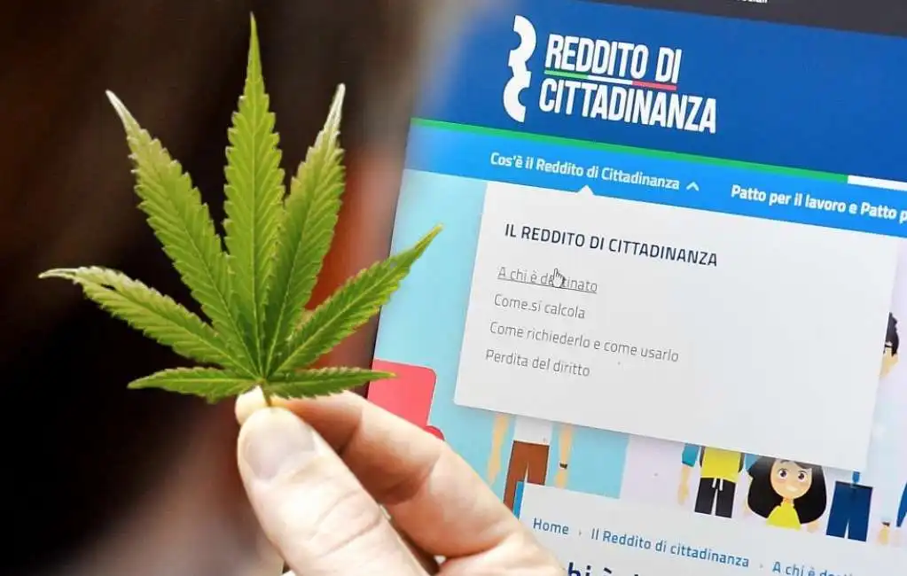 reddito cittadinanza marijuana