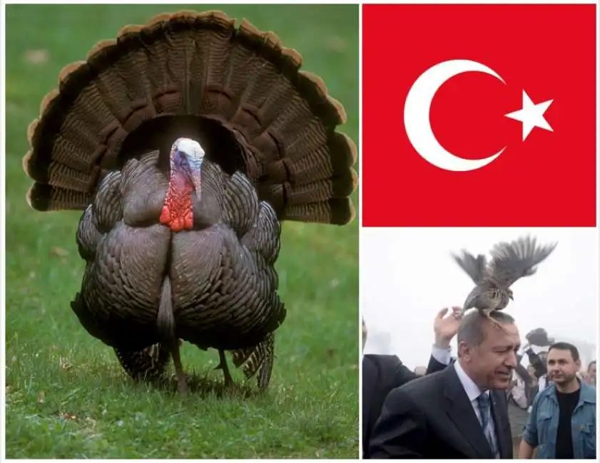 tacchino turkey erdogan turchia