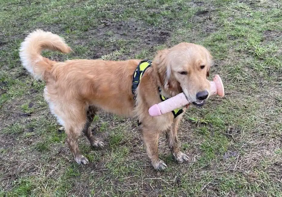 cane con vibratore 