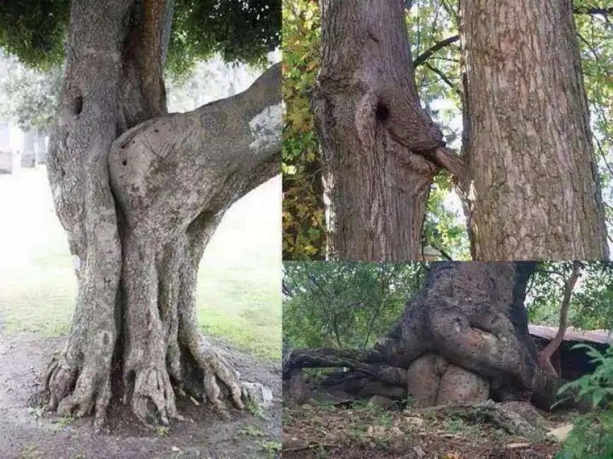 natura sesso albero alberi