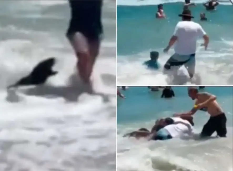 sudafrica - una foca attacca un bambino in spiaggia