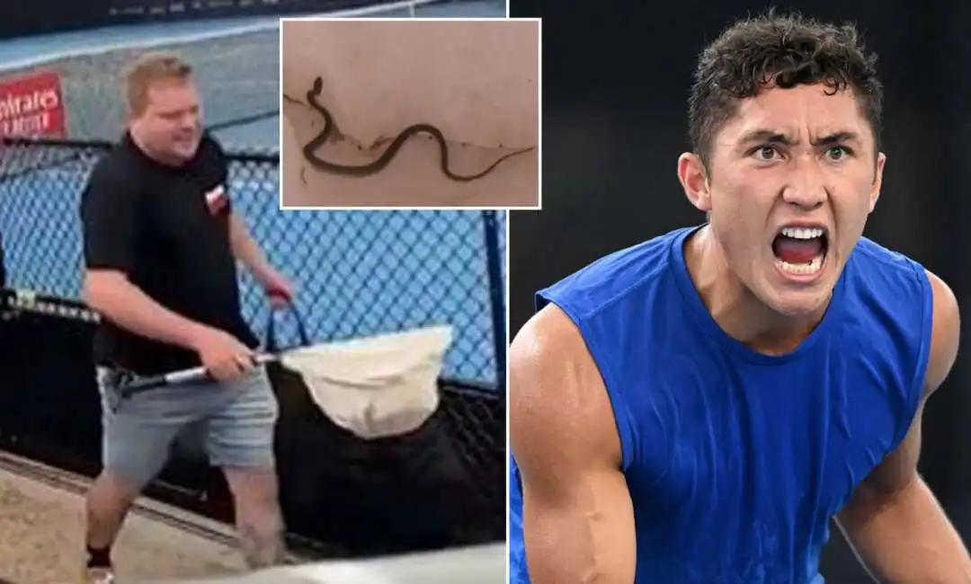 serpente invade il campo agli atp di brisbane 1