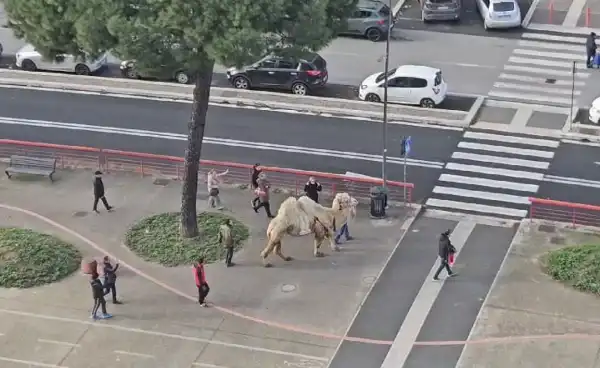 cammello per le strade di roma