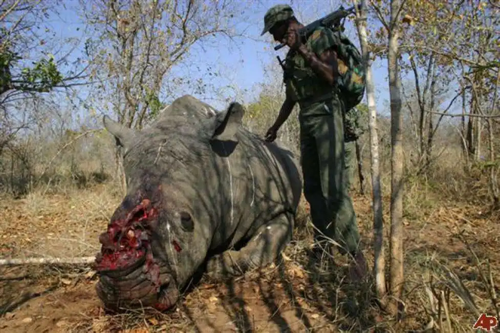 rinoceronte ucciso in sudafrica 