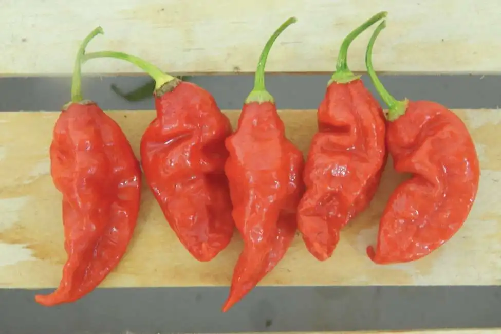 peperoncino trinidad scorpion butch