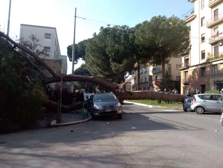 roma albero caduto corso trieste