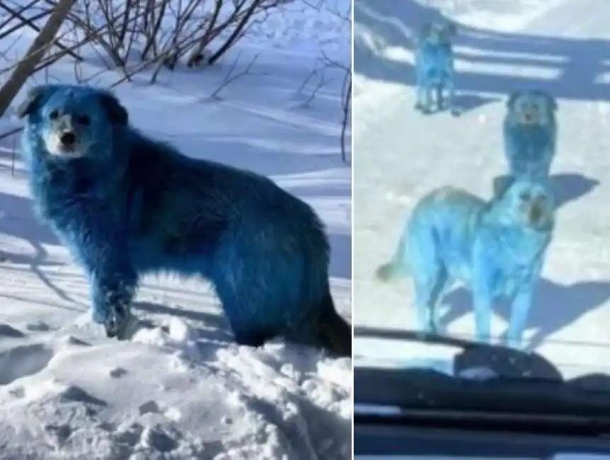 russia cani blu