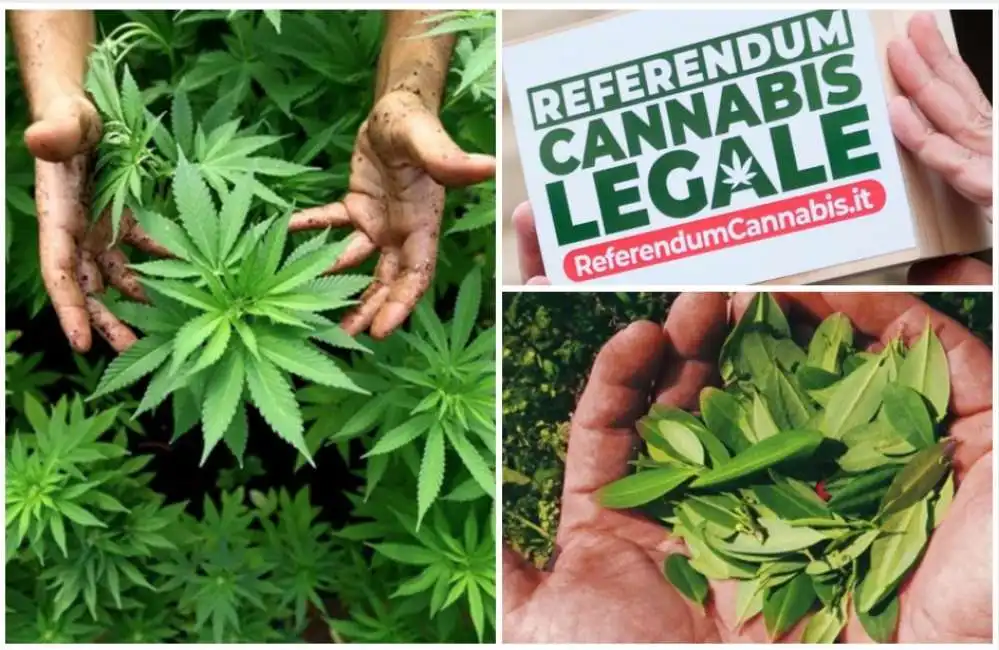 cannabis referendum