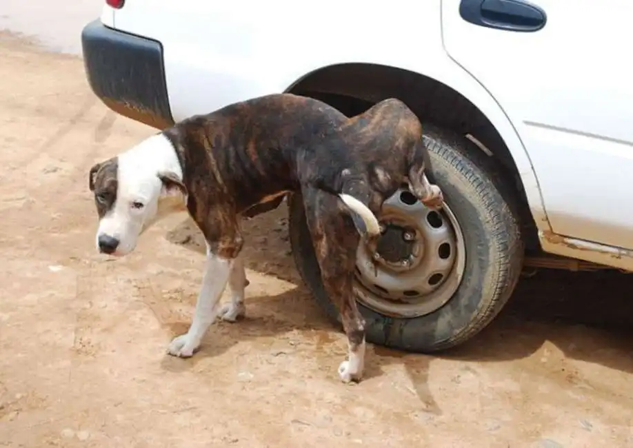 cane fa pipi sulla ruota di un auto