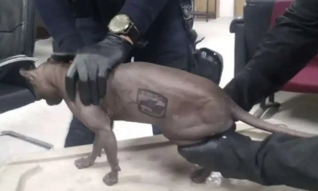 gatto tatuato in un carcere messicano