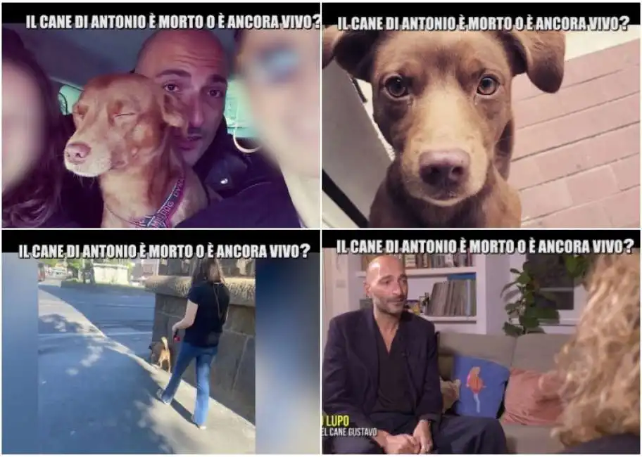 le iene e la storia del cane gustavo