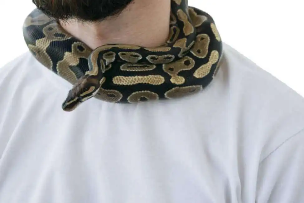 uomo con pitone intorno al collo serpente 