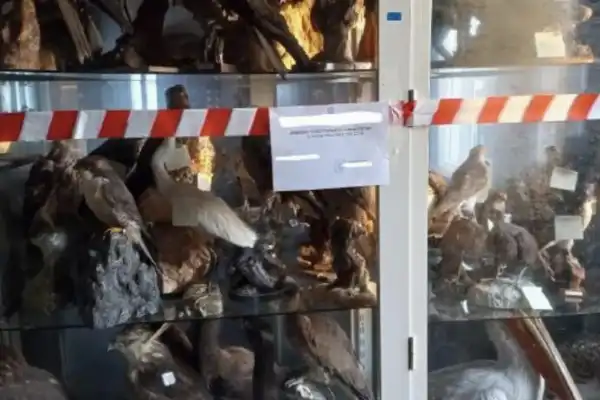 cremona - animali imbalsamati sequestrati dalla polizia 