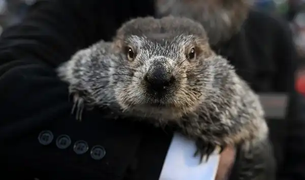 marmotta punxsutawney phil