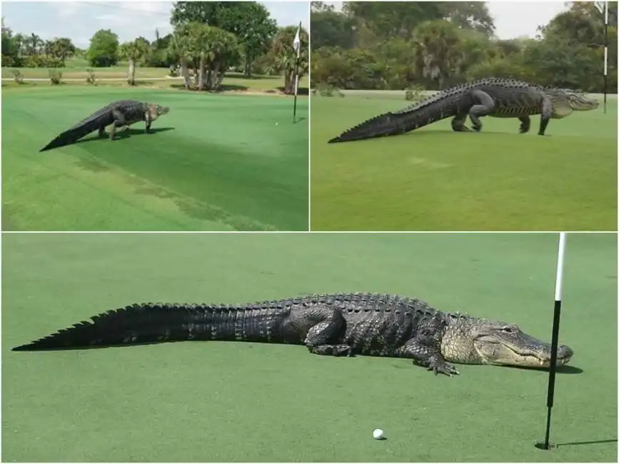 alligatore campo da golf florida