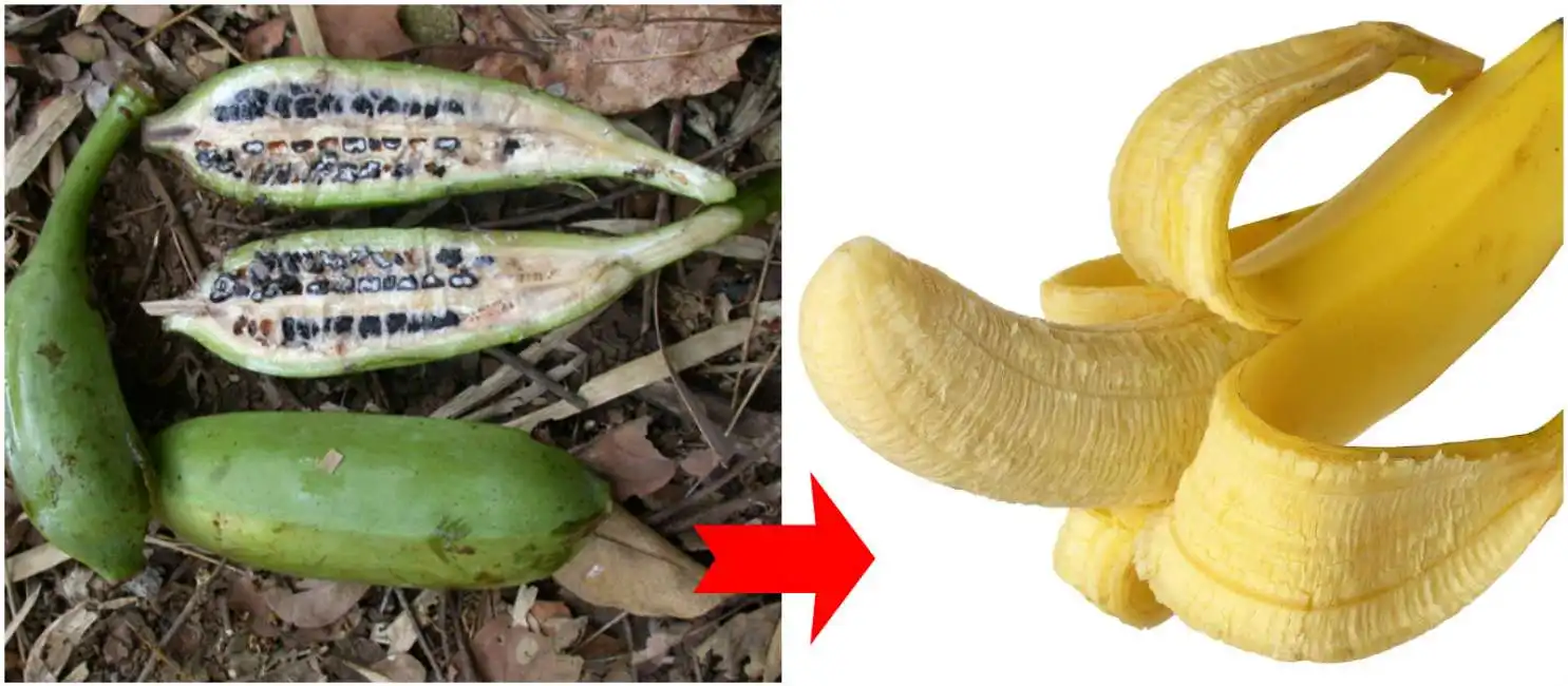 banane banana preistorica frutta verdura