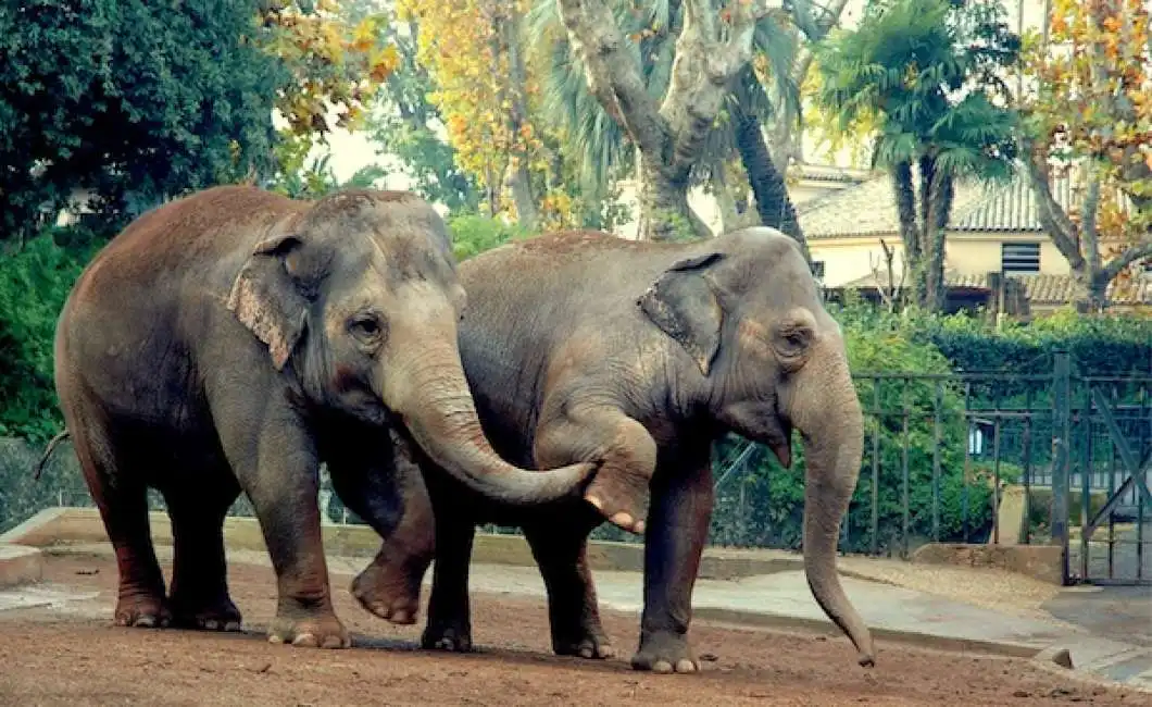 bioparco elefanti roma 