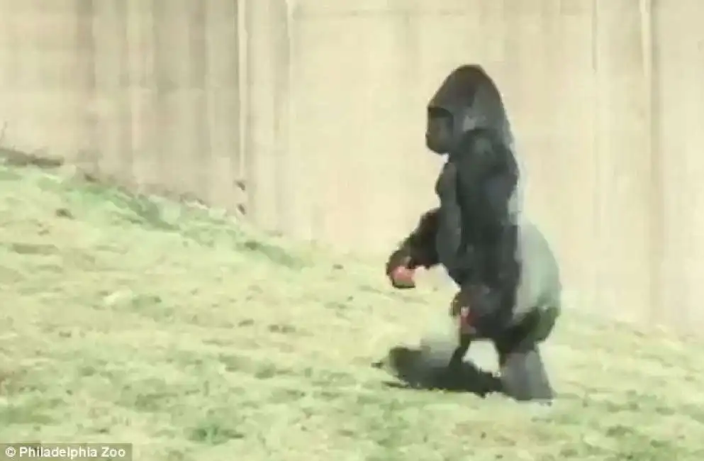 il gorilla louis