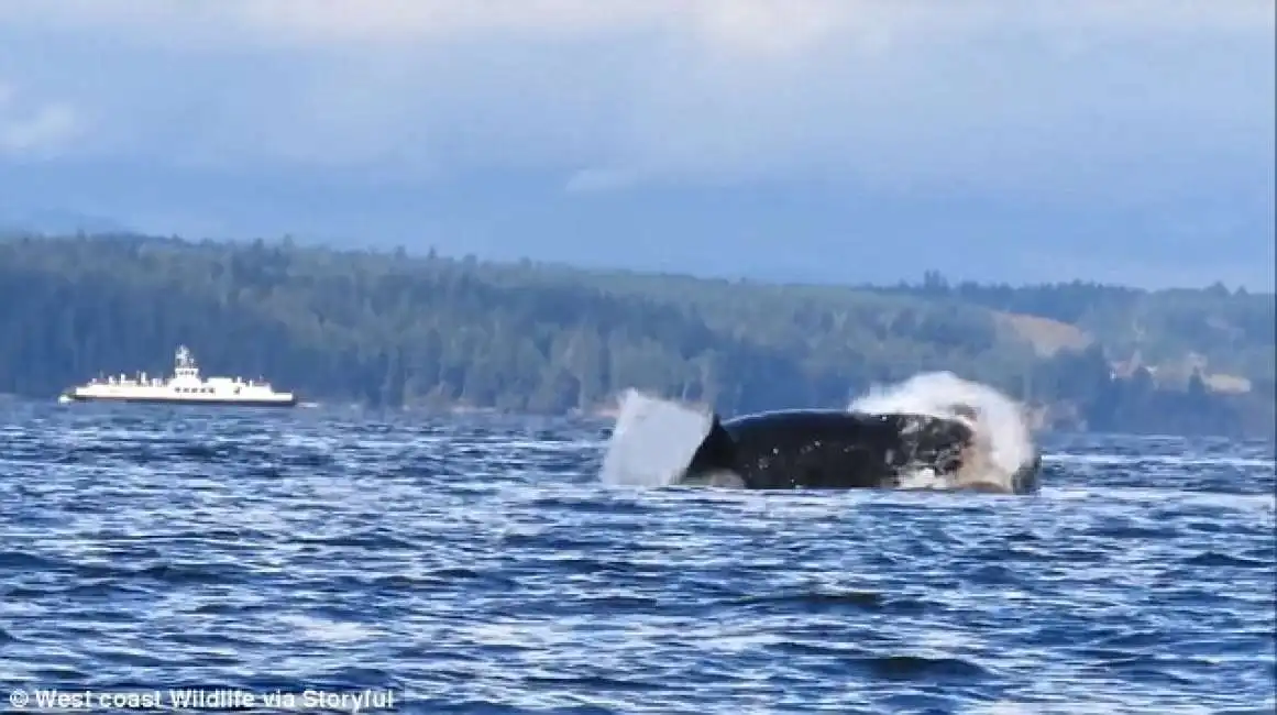 l orca divoria il leone marino 2