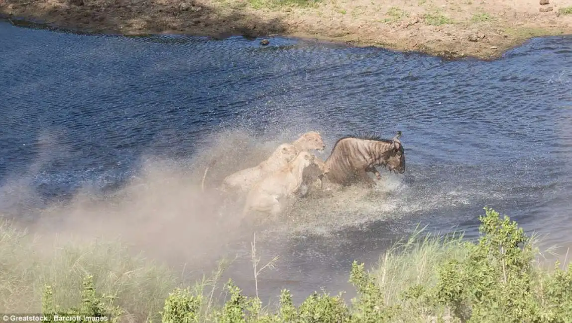 le leonesse e lo gnu 8