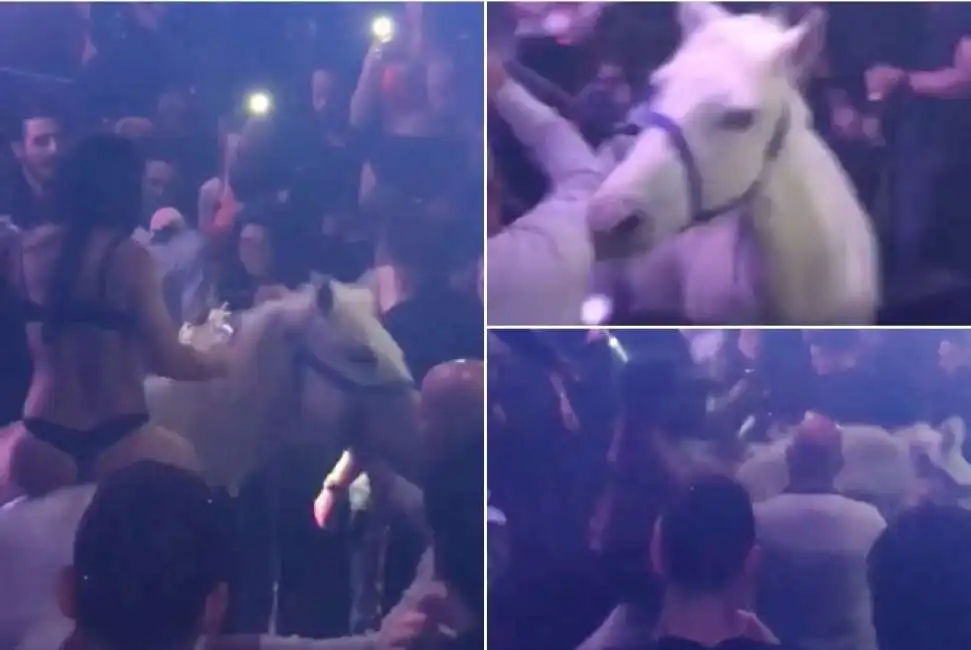 miami - spettacolo con un cavallo in un nightclub