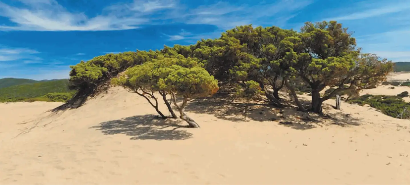 dune di piscinas