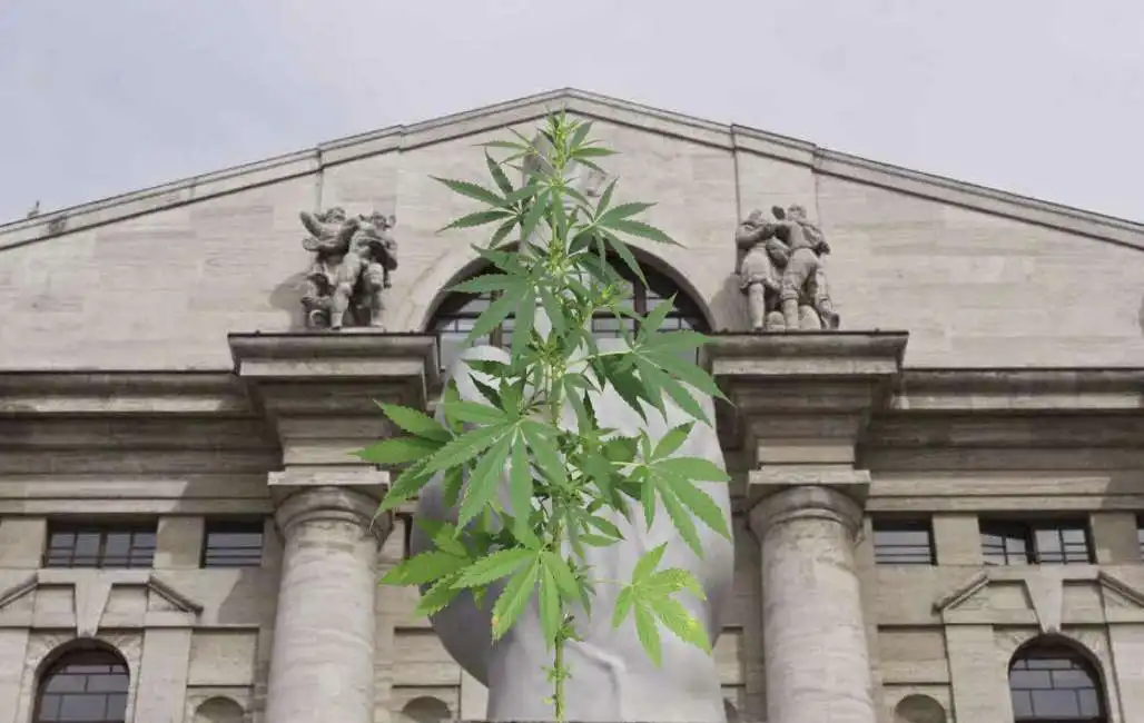 cannabis piazza affari borsa