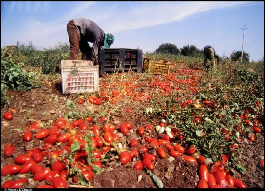 raccolta pomodori agricoltura