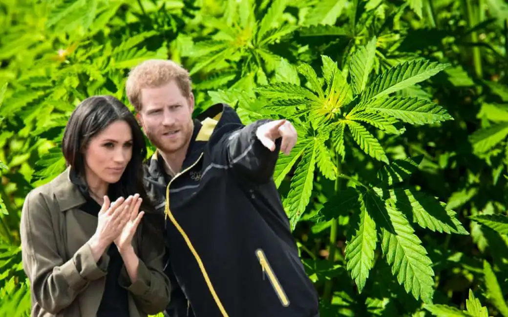 harry meghan markle marijuana