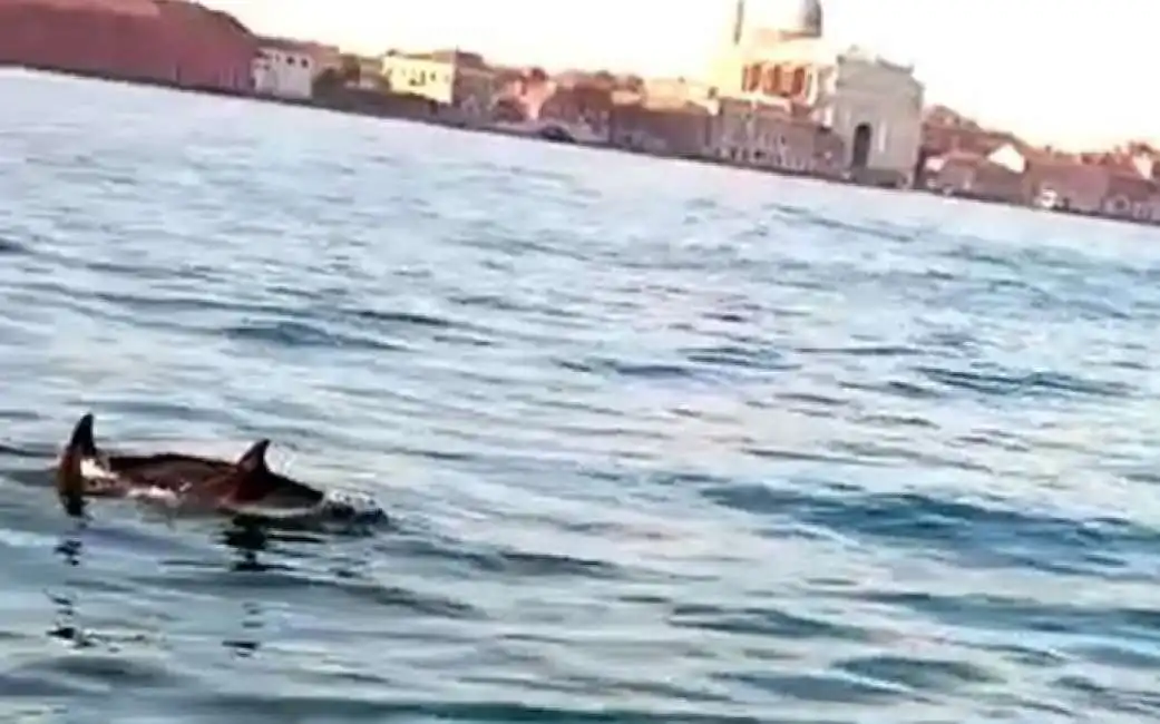 le foto dei delfini a venezia