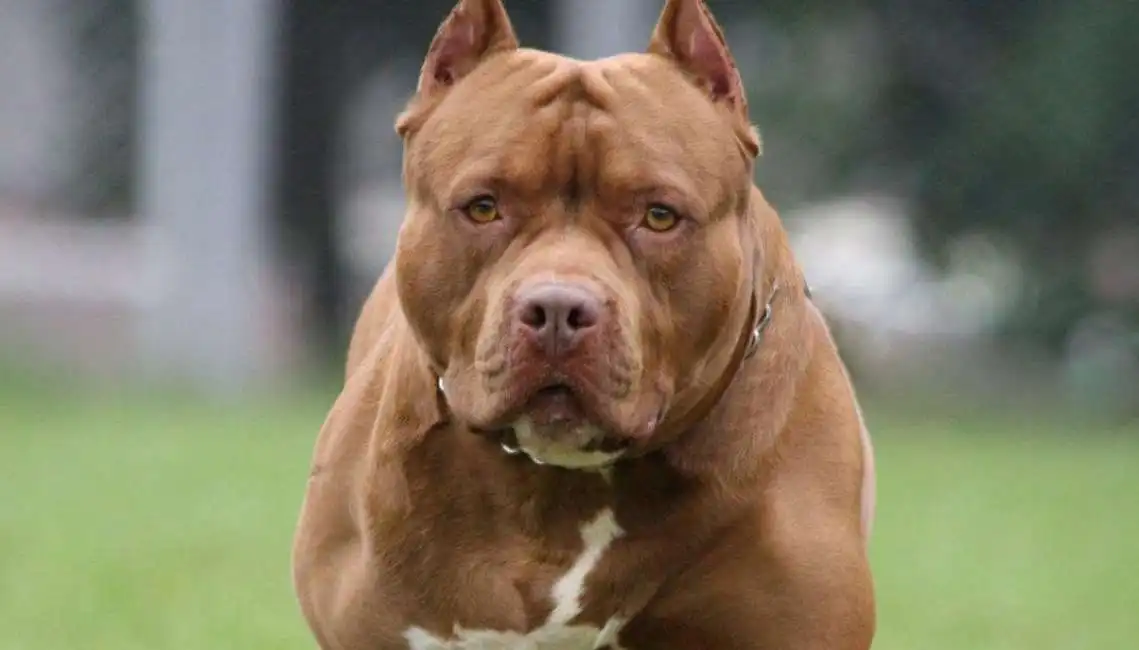 pitbull