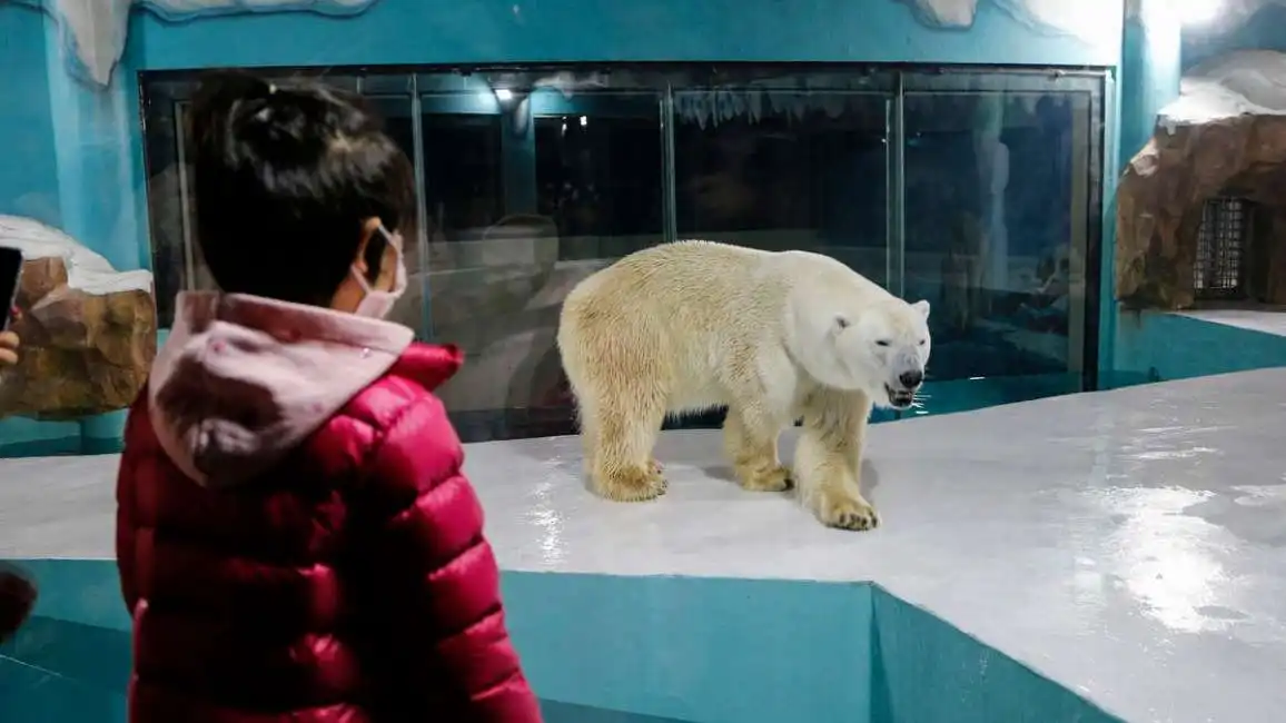 polar bear hotel 