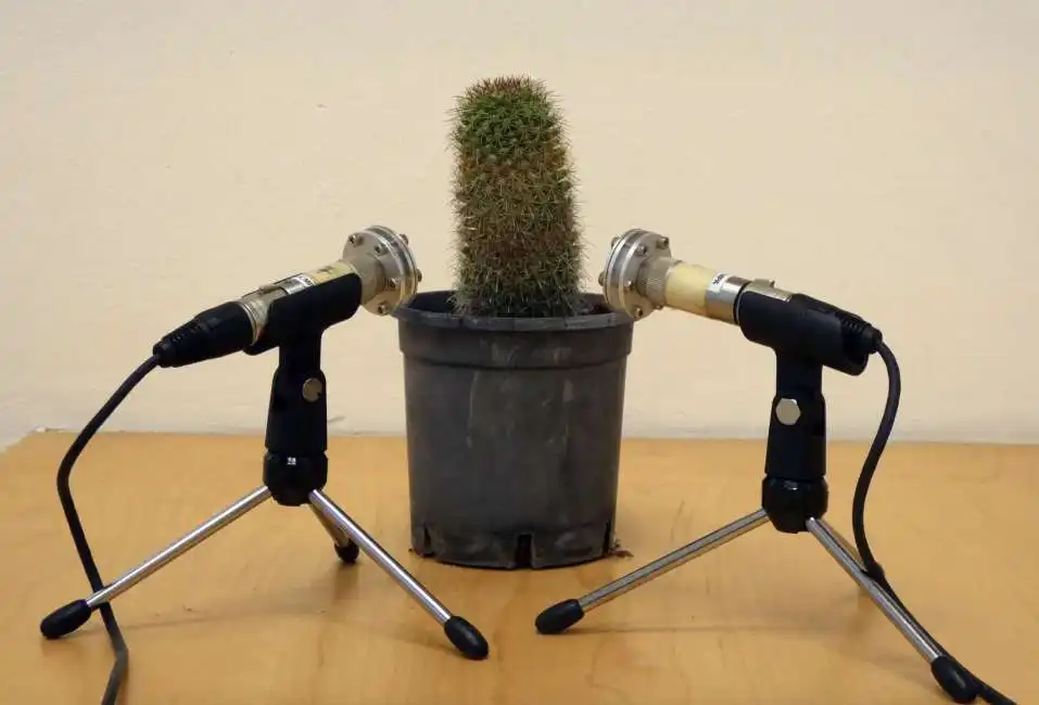 cactus emette suoni piante pianta