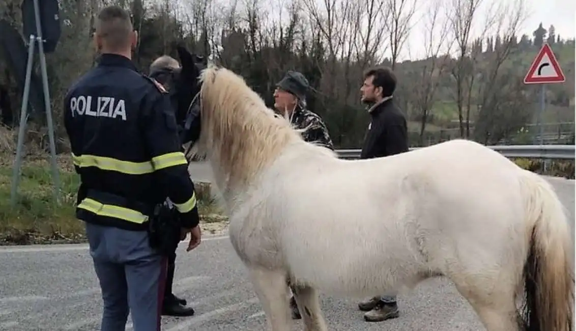 puledra polizia statale terni orte cavallo