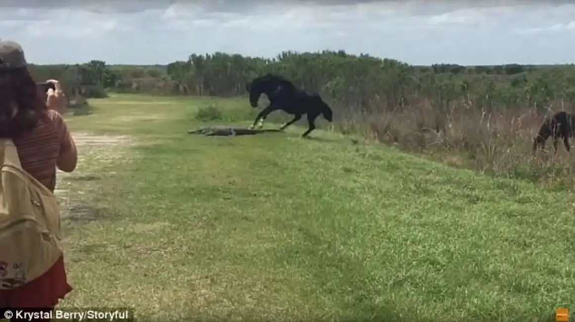 cavallo attacca alligatore