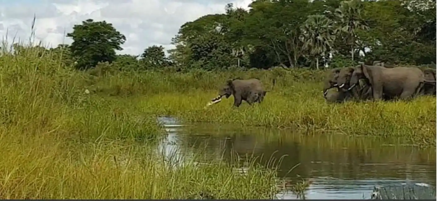 coccodrillo attacca elefante