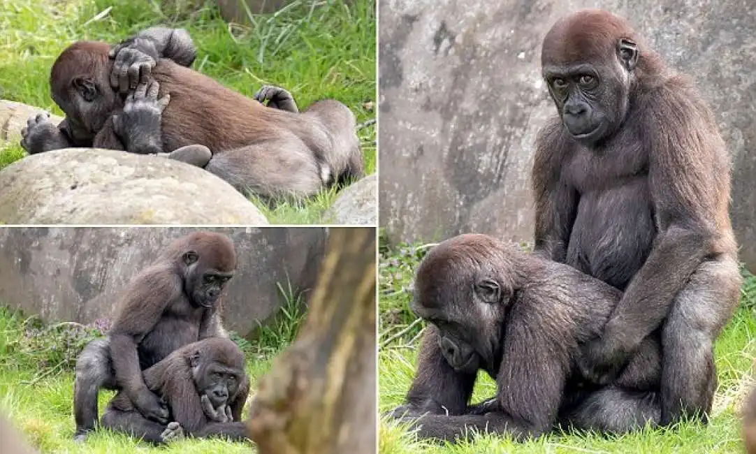 aybo e thabo, i cuccioli di gorilla fanno sesso