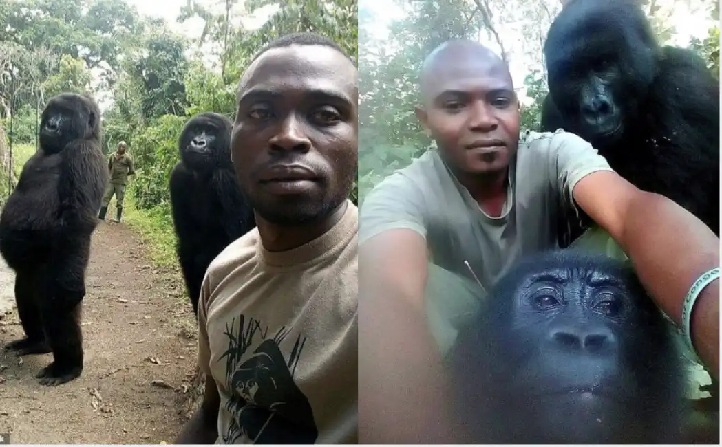 mathieu shamavu, guardia del virunga national park, uno degli ultimi habitat dei gorilla nella repubblica democratica del congo