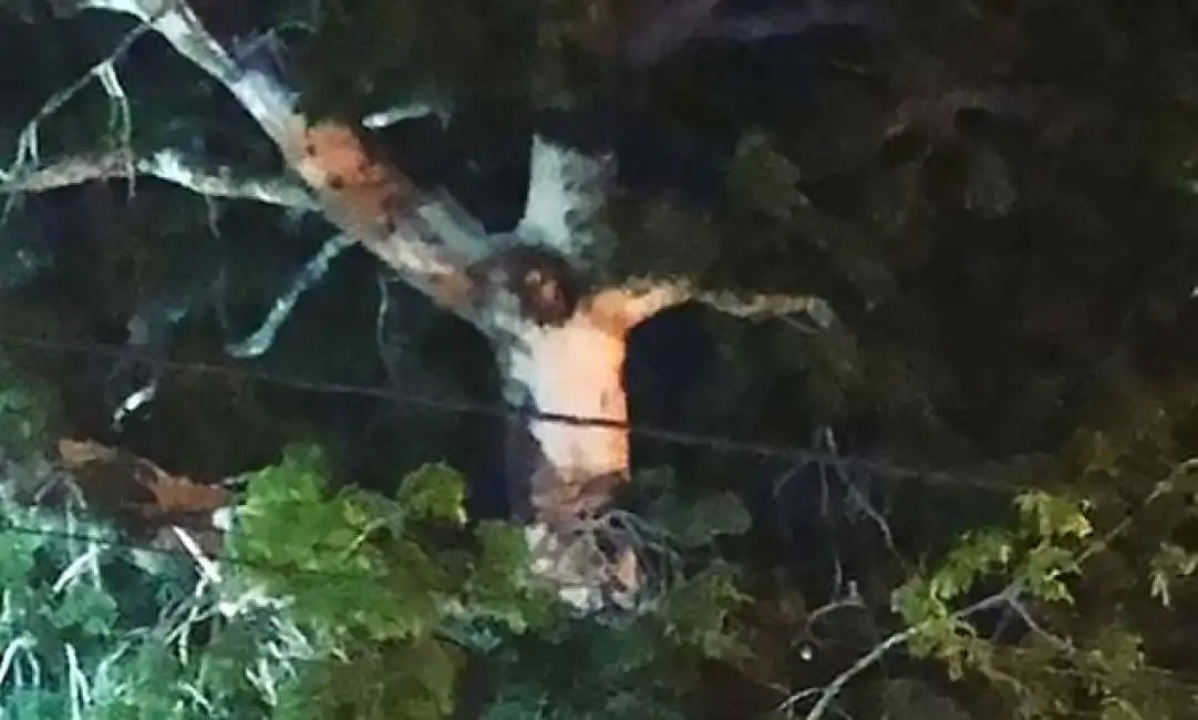 immagine di gesu' su un albero in colombia-3