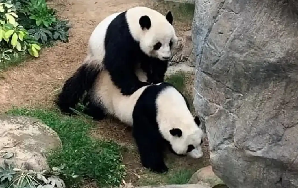 ying ying lee hong kong ocean park panda giganti 